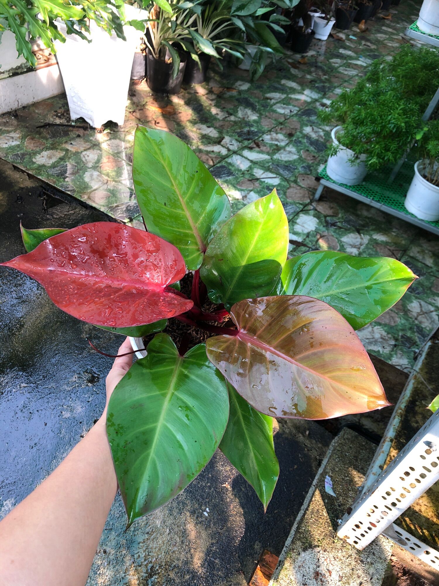 Trầu bà đế vương đỏ nâu