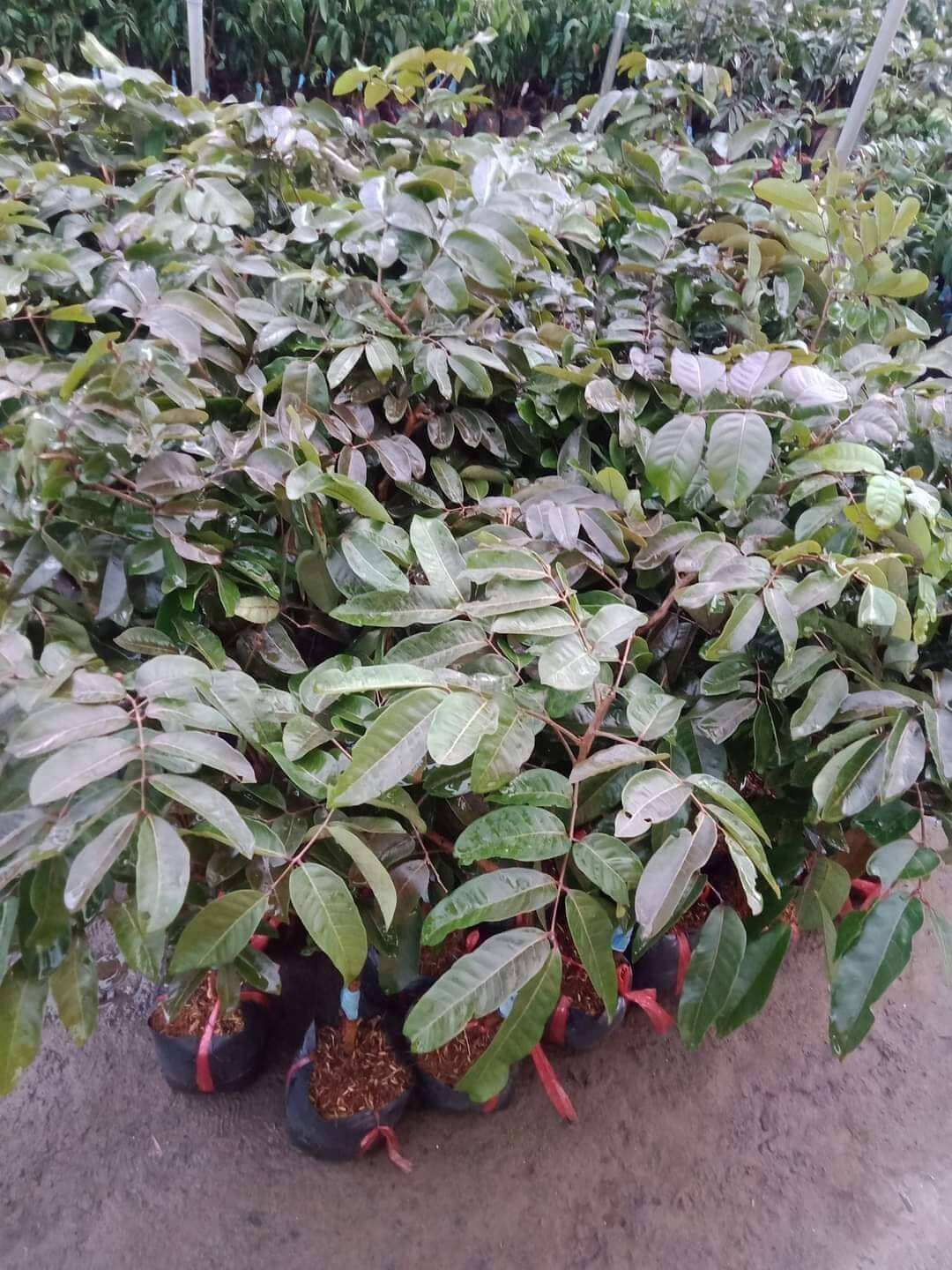 Cây Chiết Nhãn Long Tím