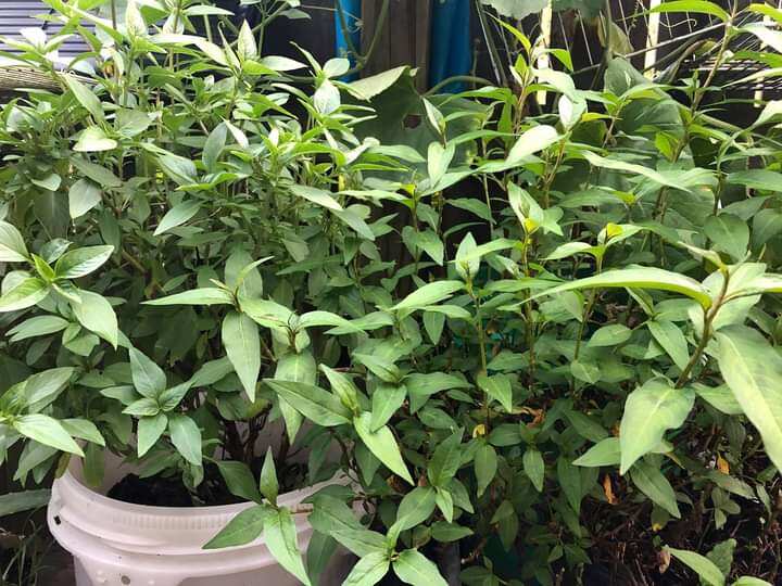 Cây giống rau răm