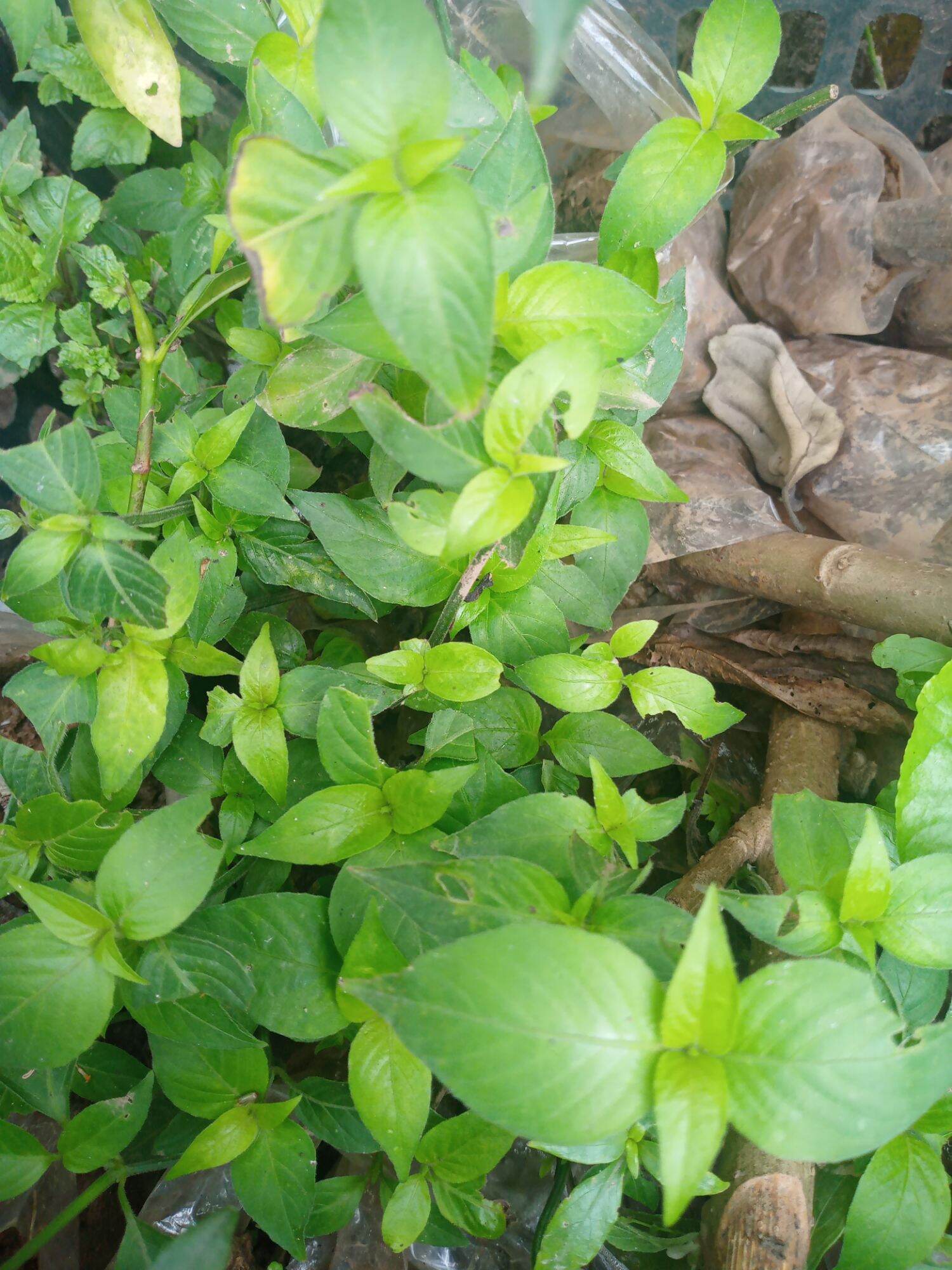 5 Cây Cẩm đỏ nấu xôi