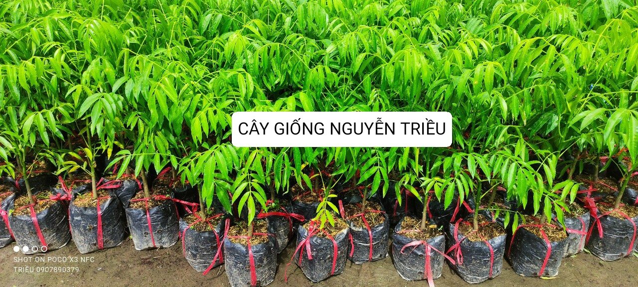 Cây giống cóc thái , say trái , ra trái quanh năm
