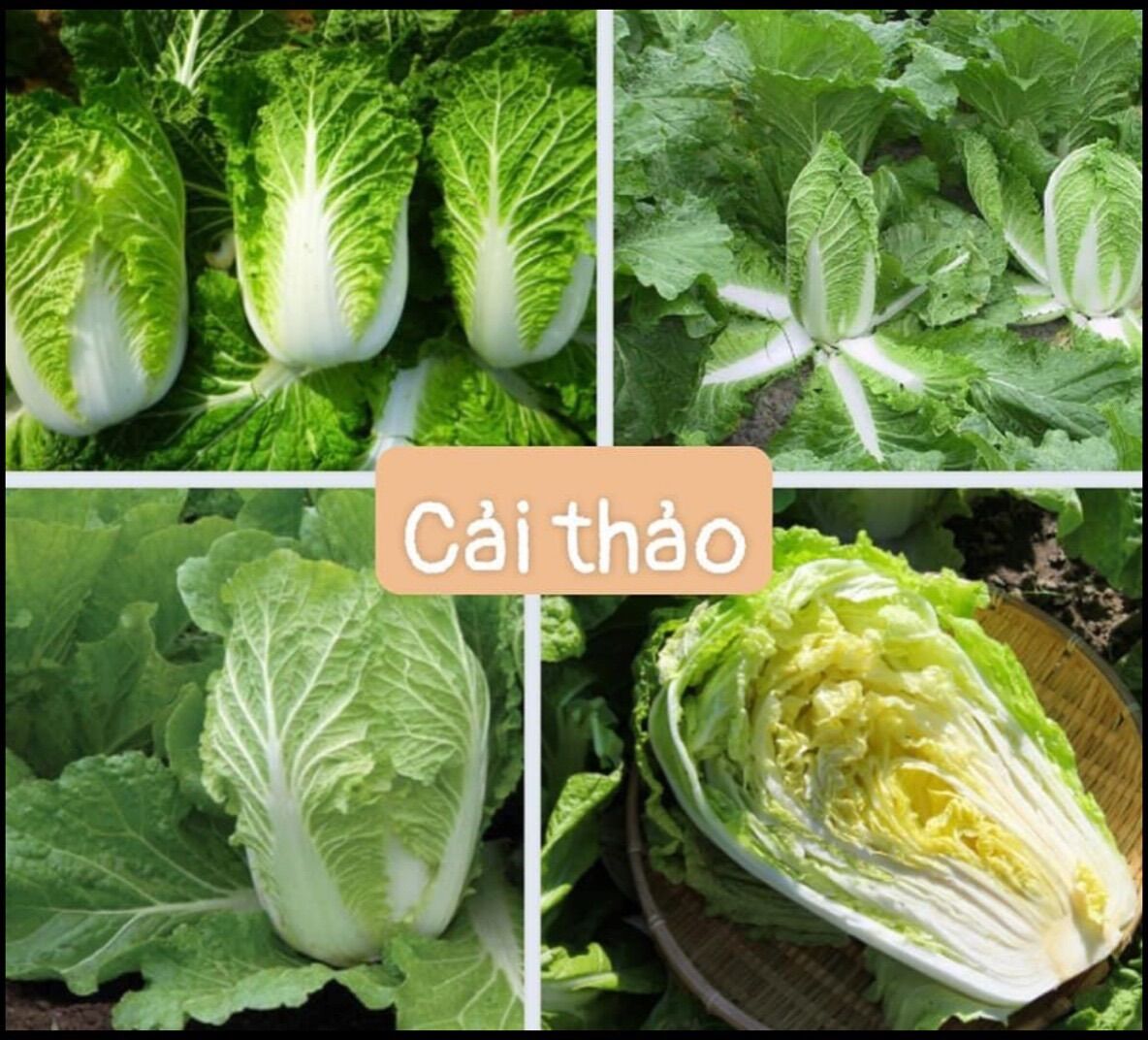 Các loại hạt giống rau cải
