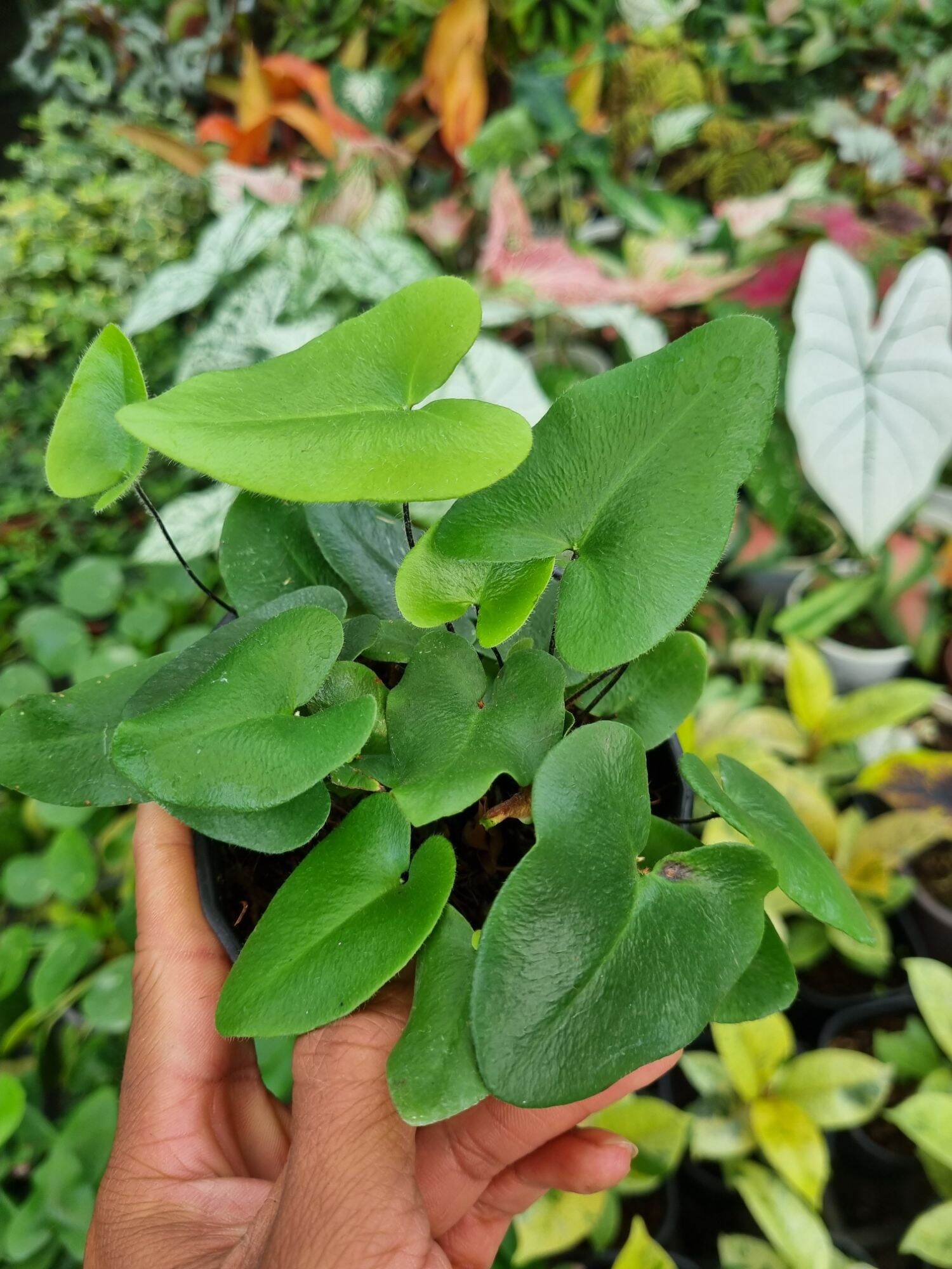 Cây dương xỉ lá tim - heart fern