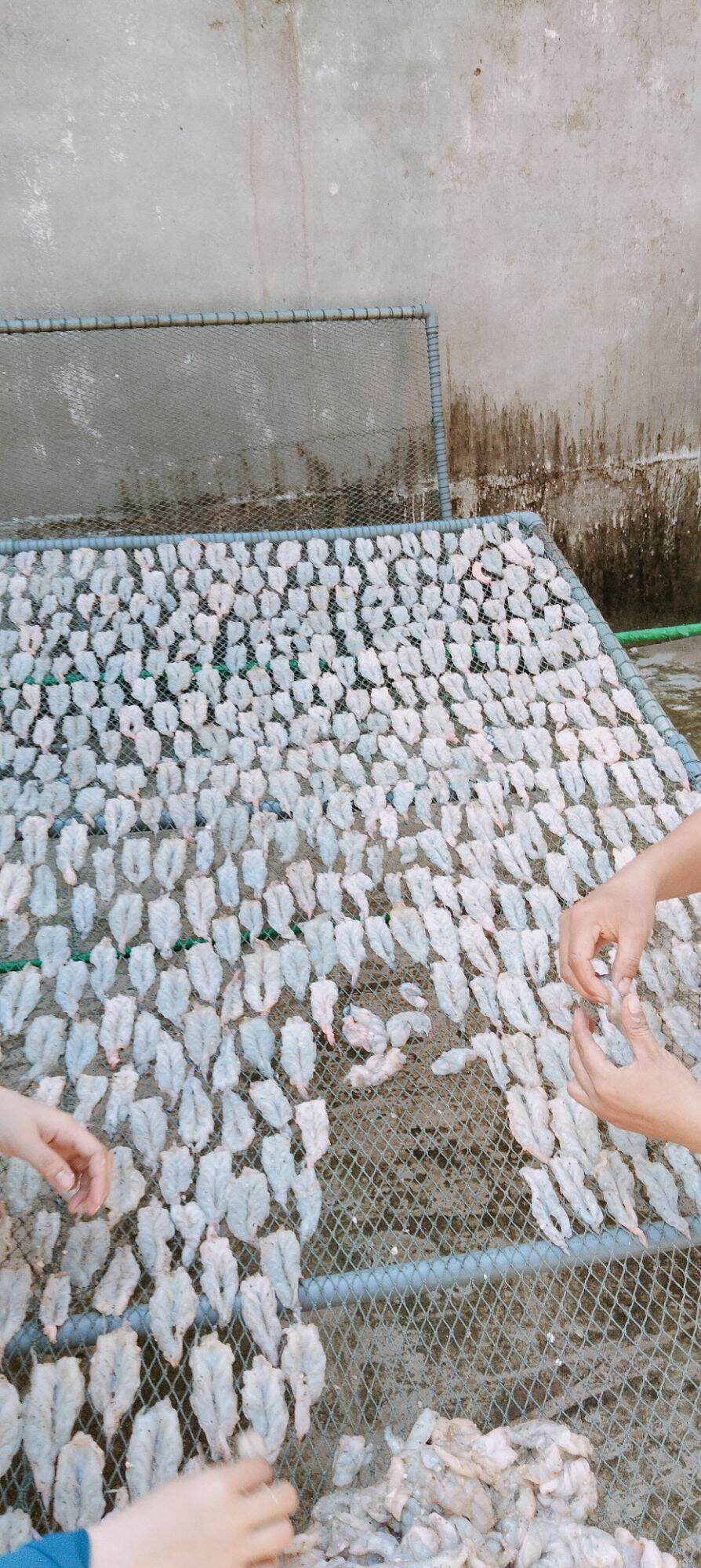 Khô Tôm 500g