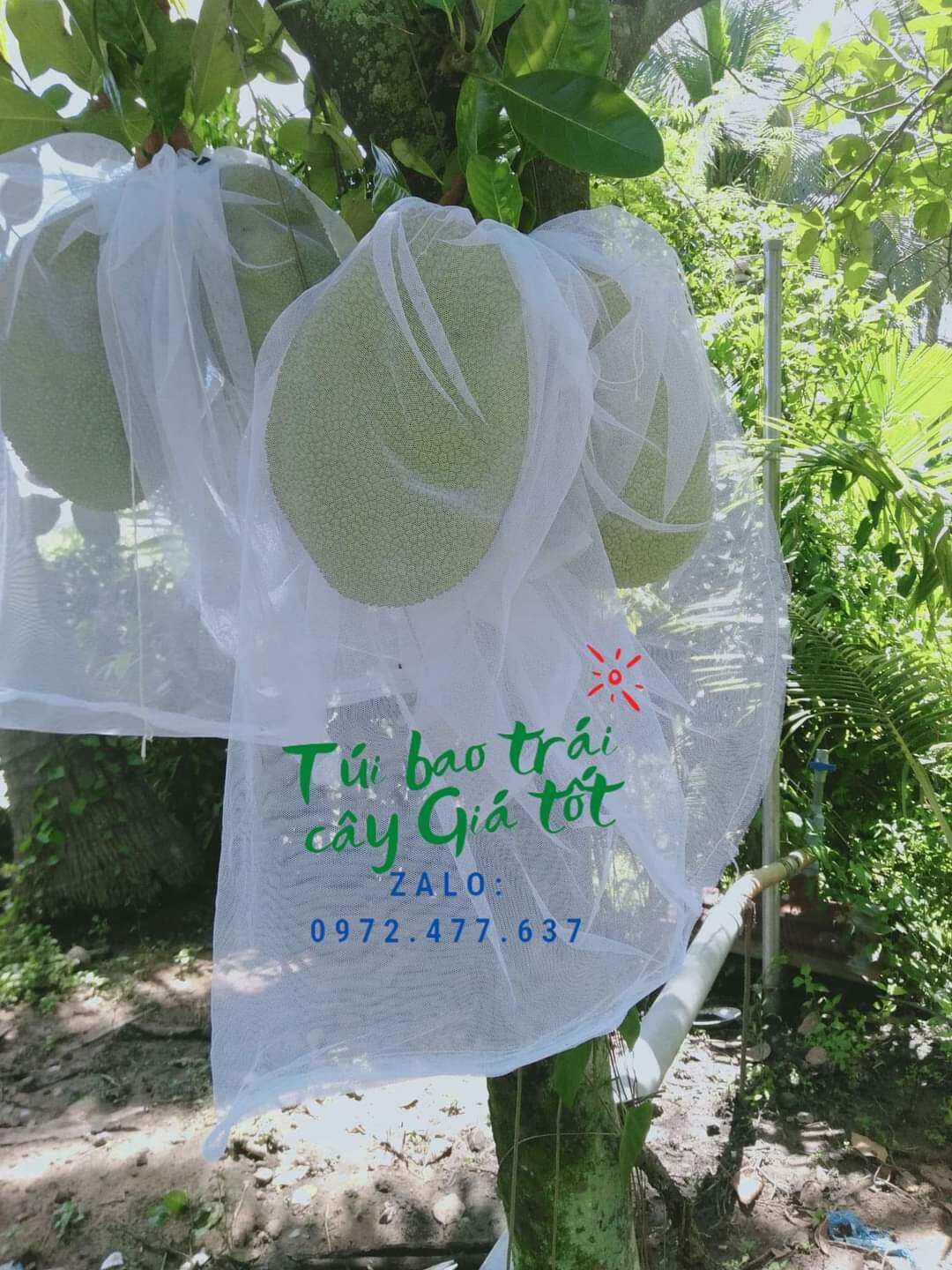 50 túi bao mít lưới mùng 50x70