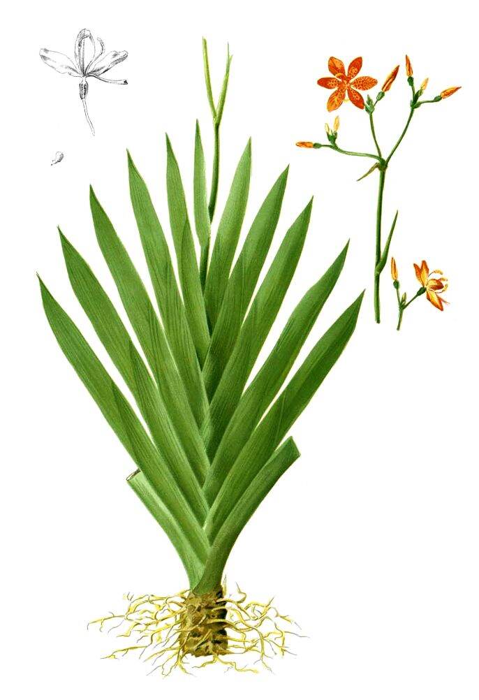 2 bầu cây xạ can