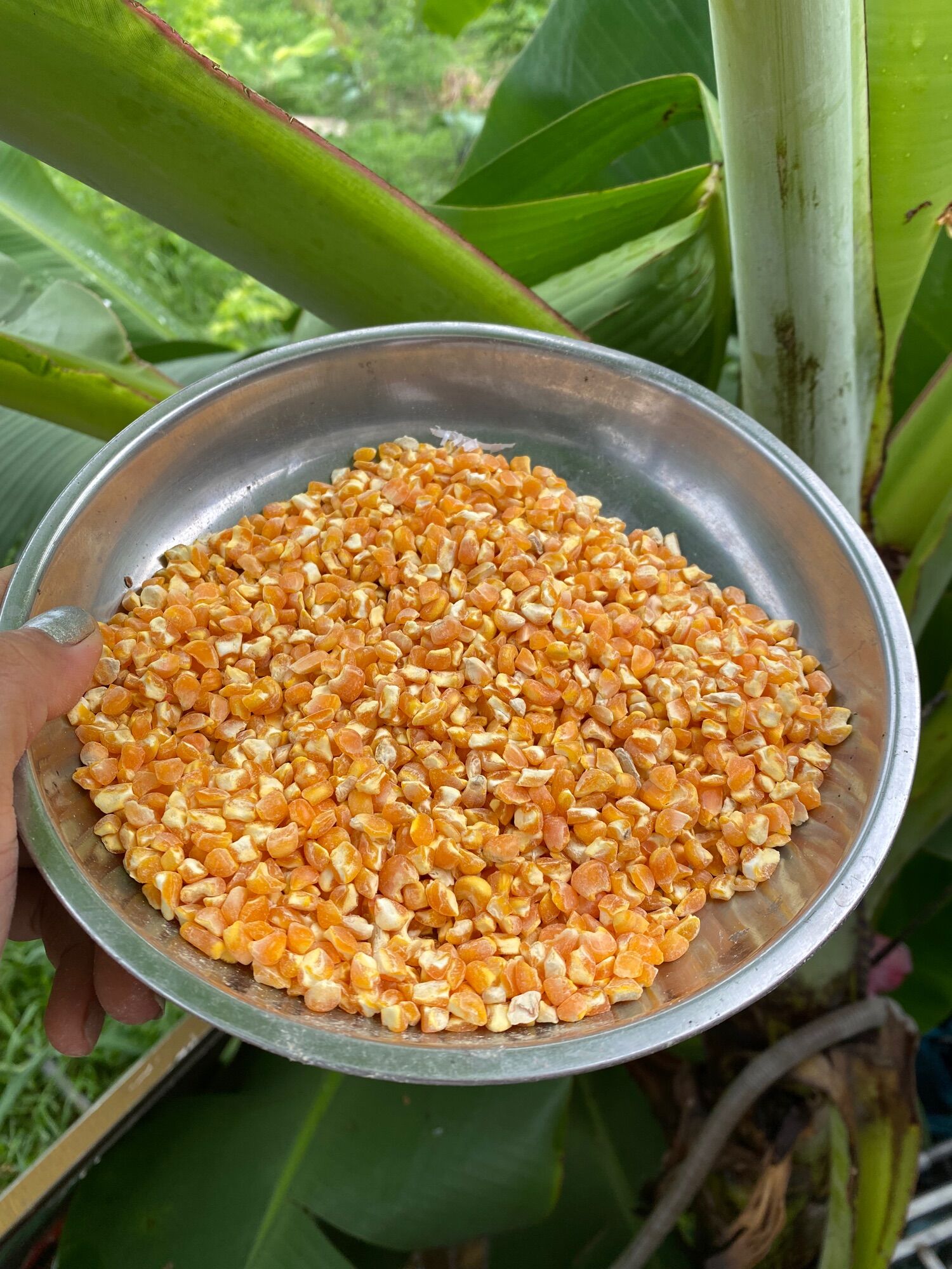 500g Hạt bắp bể size lớn- thức ăn cho gà, chim, chuột