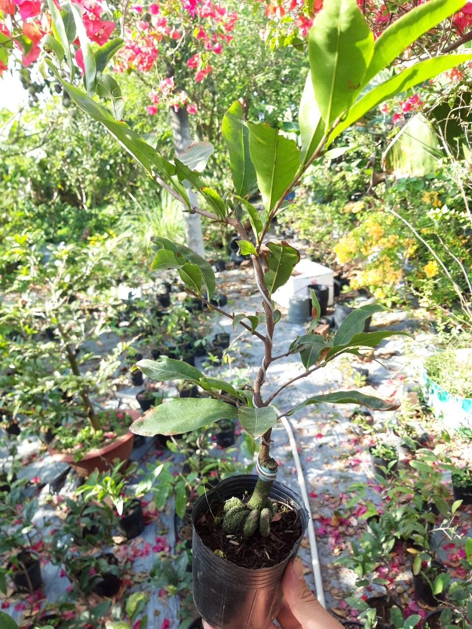 MAI CÚC VẠN THỌ CÁNH XOĂN