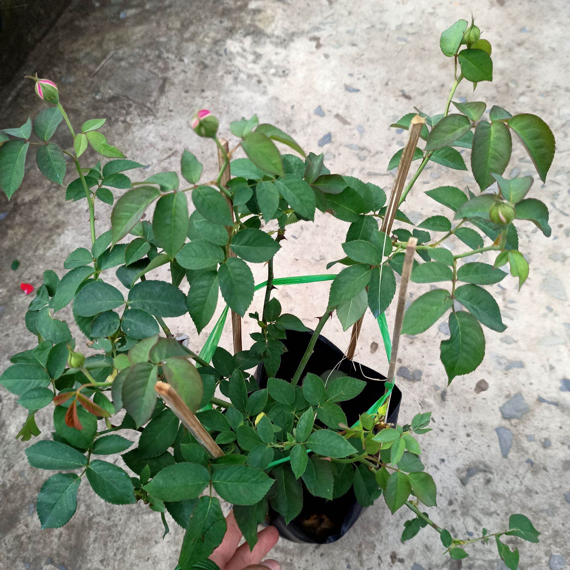 Chậu cây hoa hồng tường vy siêu nụ
