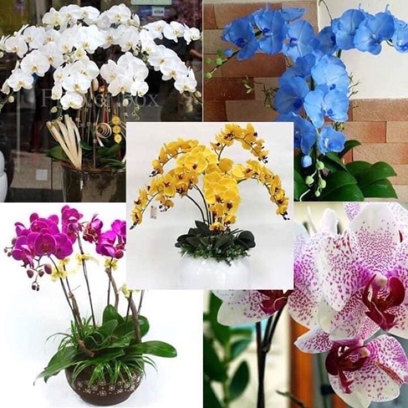 COMBO 5 cây hoa lan hồ điệp ,hoa đại đủ màu