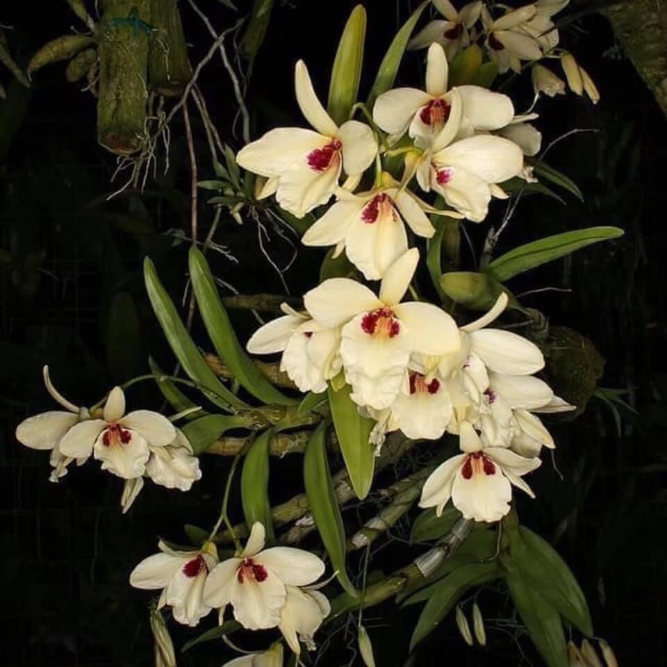 Hoa Lan  kim điệp Xuân (1bó 10 thân)