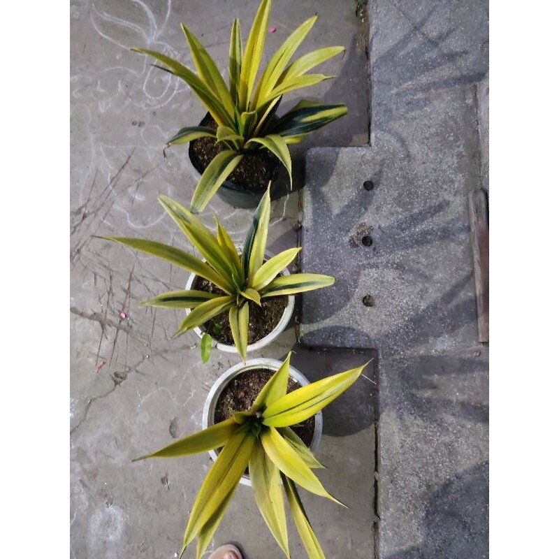 Lưỡi hổ vàng - Sansevieria Golden Flame