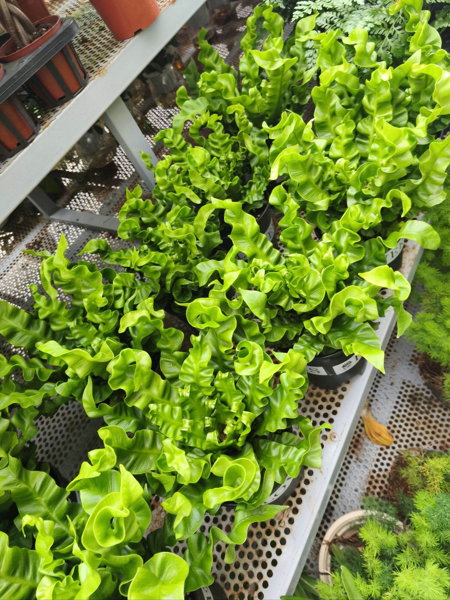 Cây dương xỉ tổ phụng