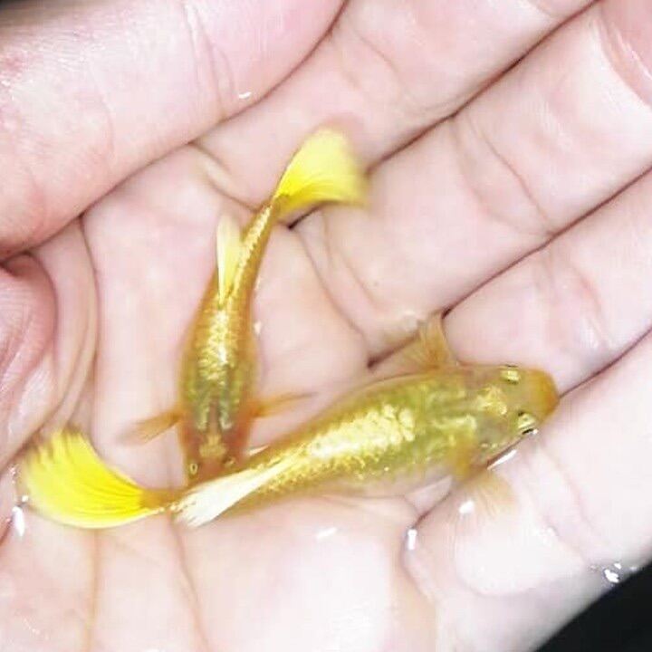 Cá 7 màu-1 cặp Full Gold-Guppy 1 trống,1mái thuỷ sinh rẻ đẹp
