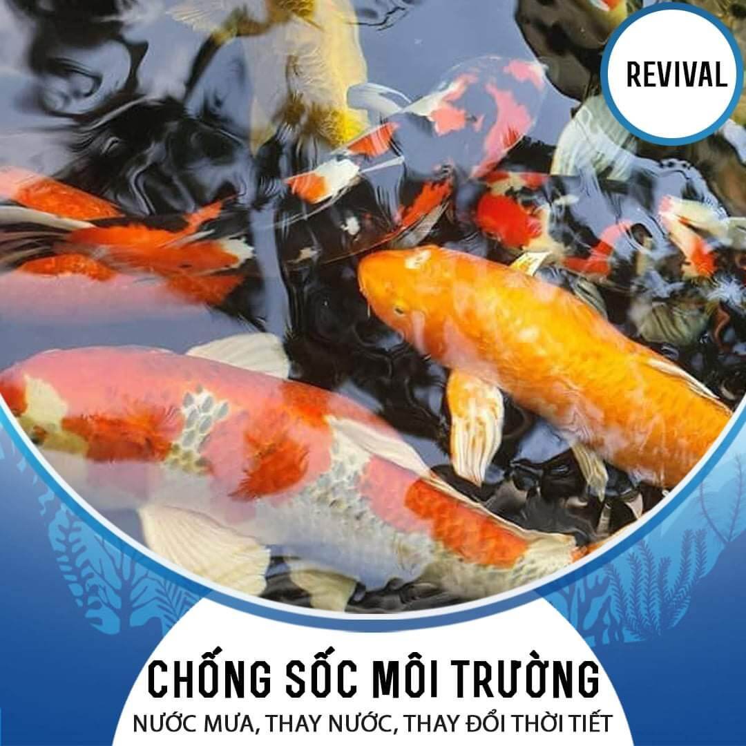 REVIVAL  xử lý nước hồ cá