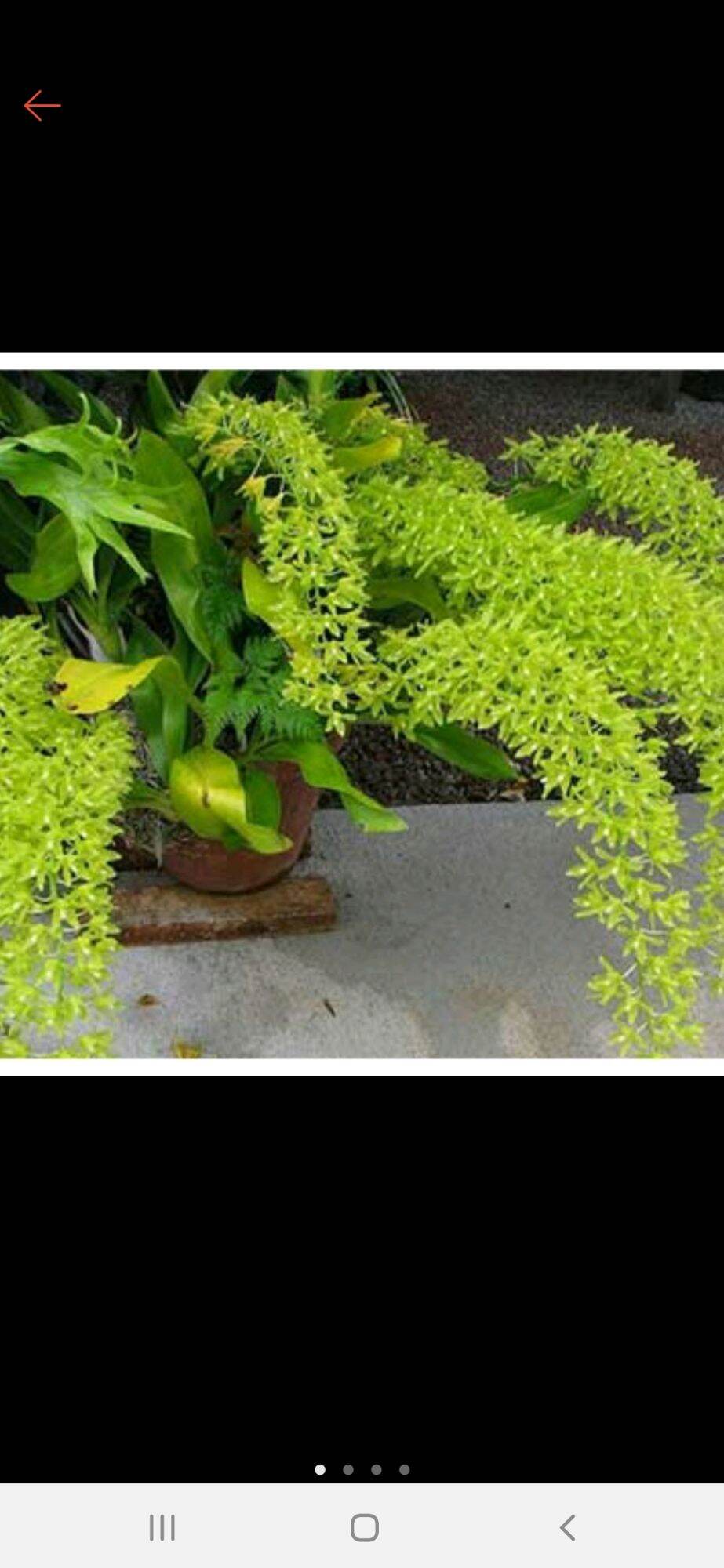 Lan Hoàng Hậu khổng lồ