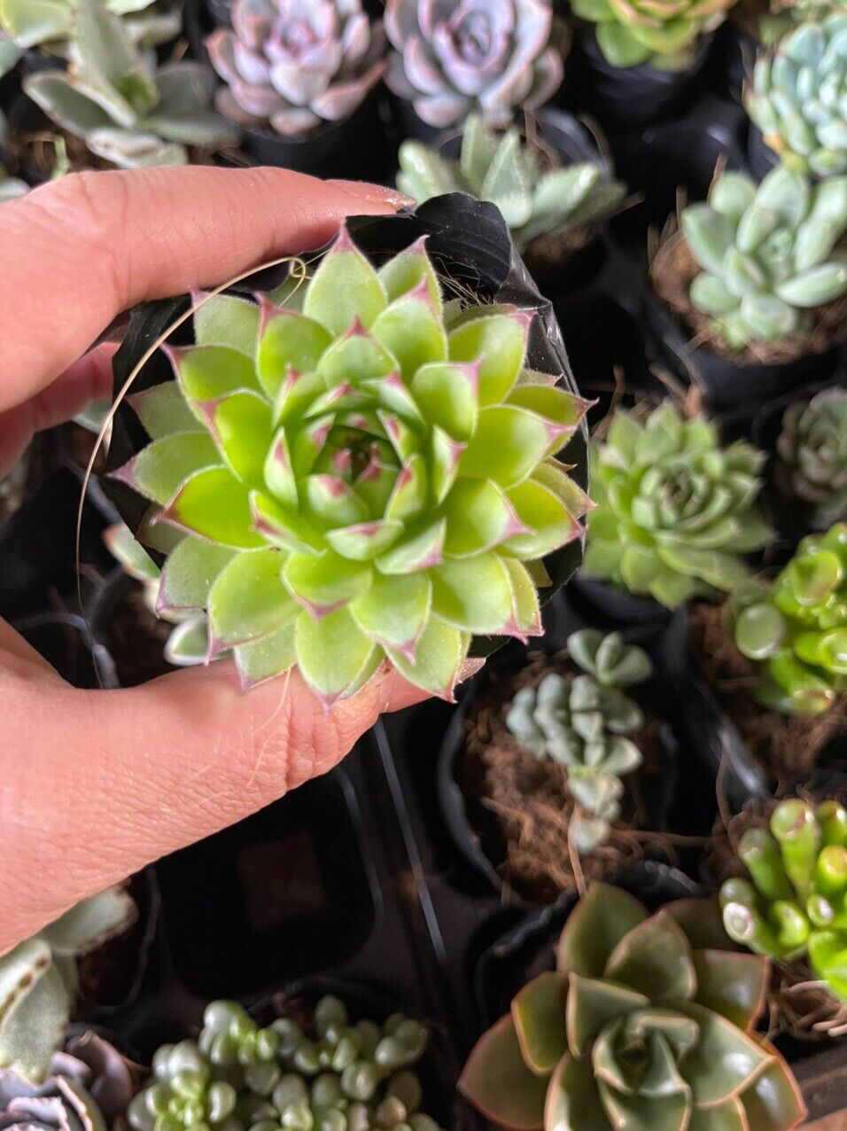 Sen đá phật bà cute size bầu