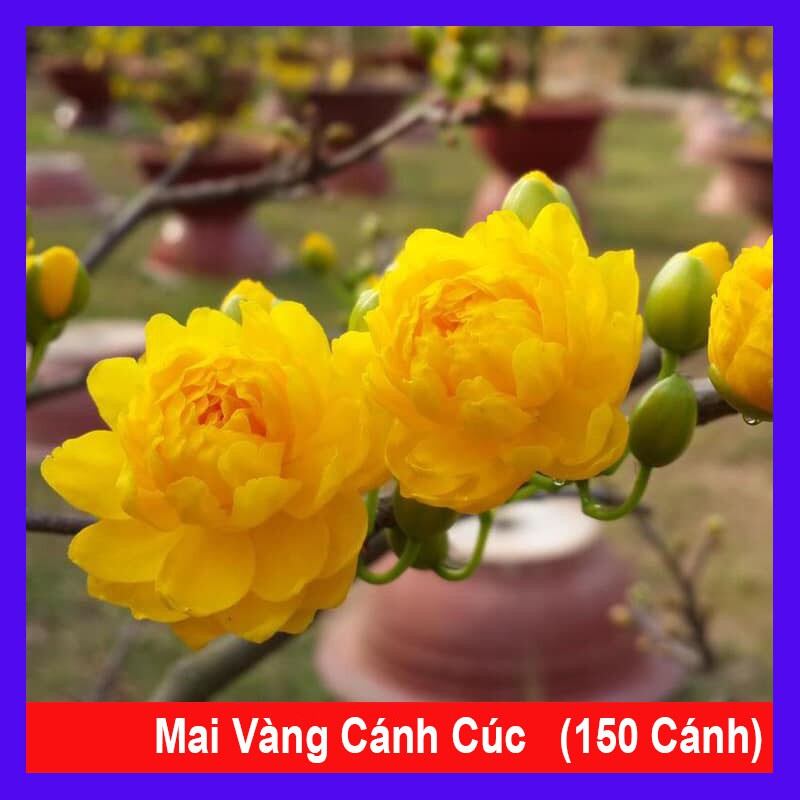 MAI CÚC 150