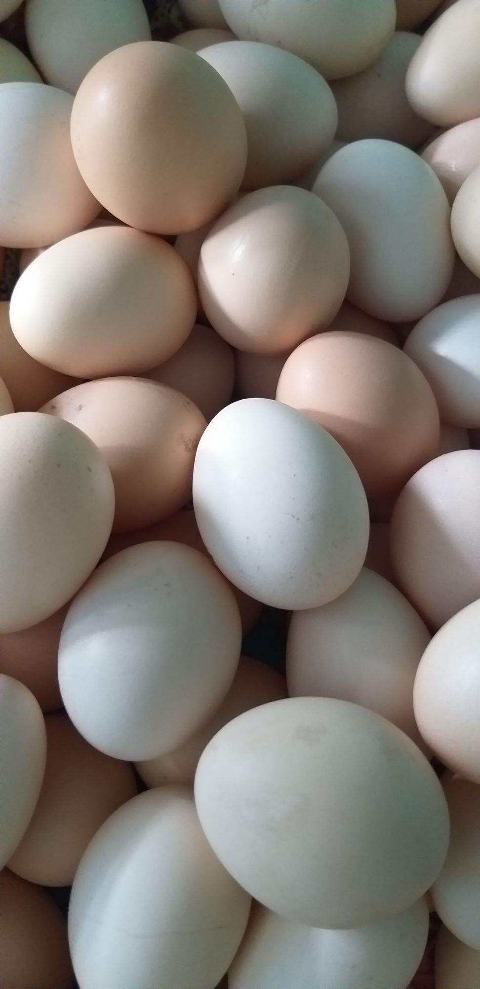 10 Trứng Gà Mỹ ấp nở con giống tặng 3 + 5 trứng gà điêu  tặng 1