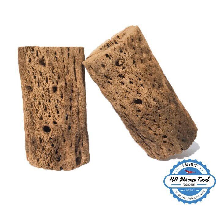LŨA XƯƠNG RỒNG TEDDY BEAR CHOLLA CACTUS WOOD.
