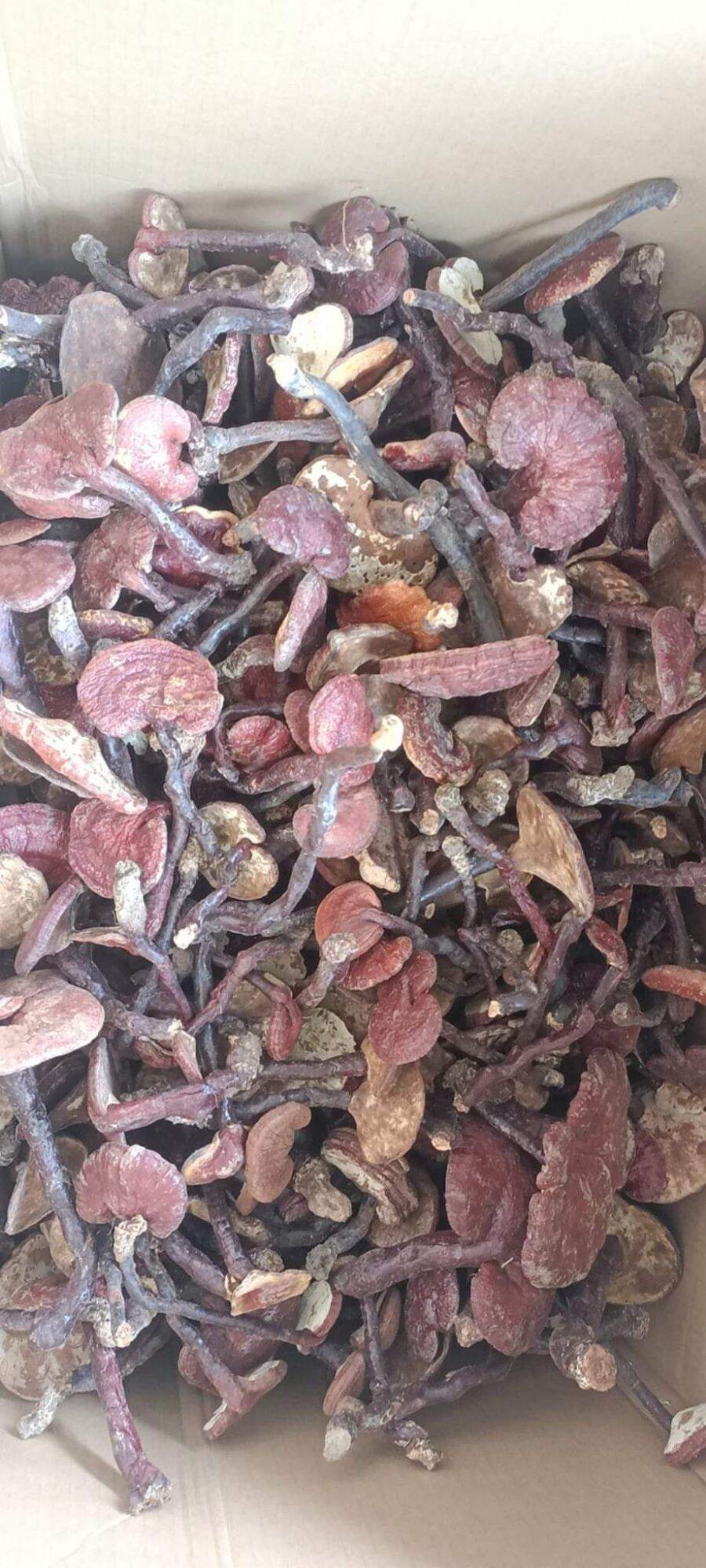 100g nấm lim xanh hàng rừng chuẩn không móc, không giả hay sơn màu. cam đoan chất lượng từ tâm