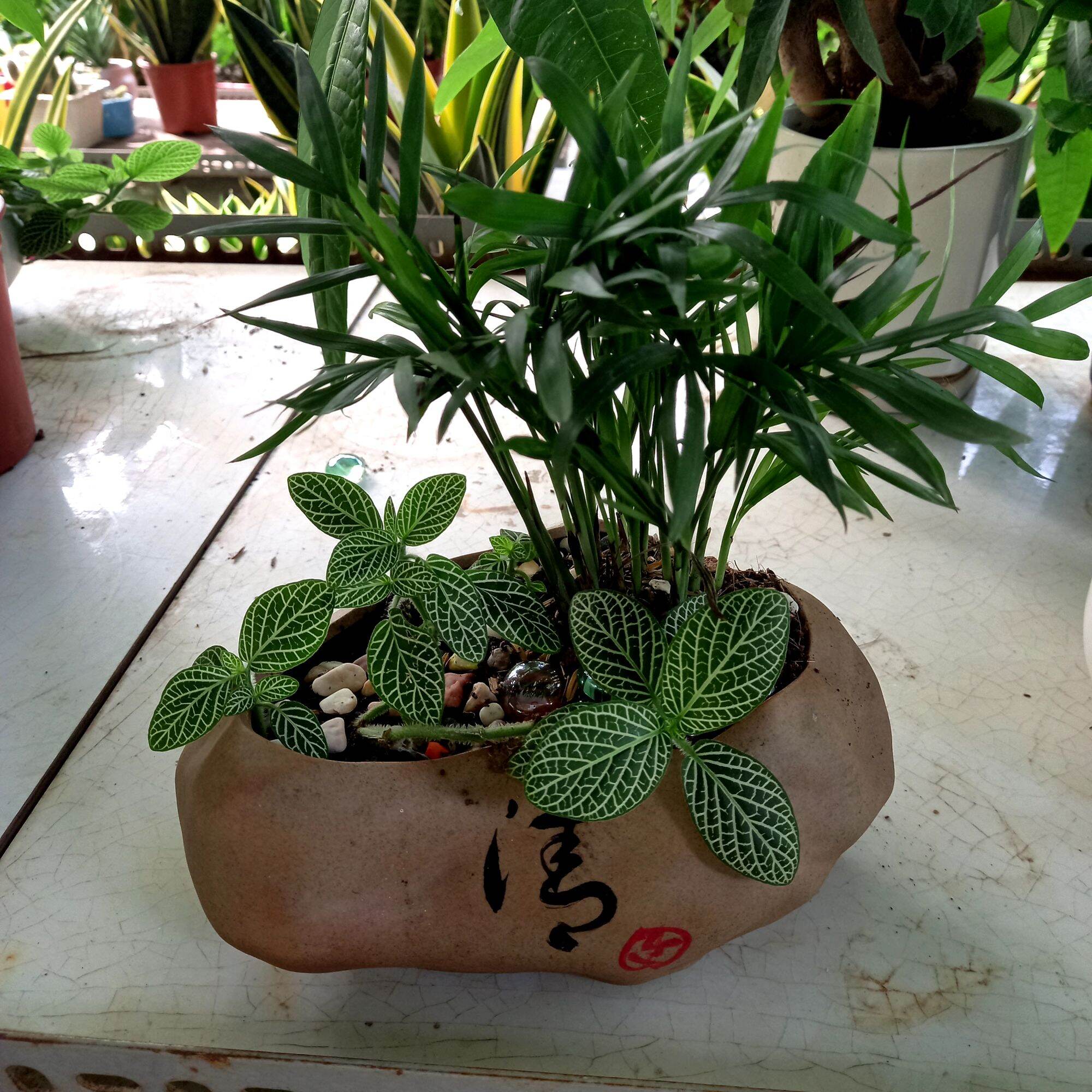 Chậu Cau tiểu trâm để bàn