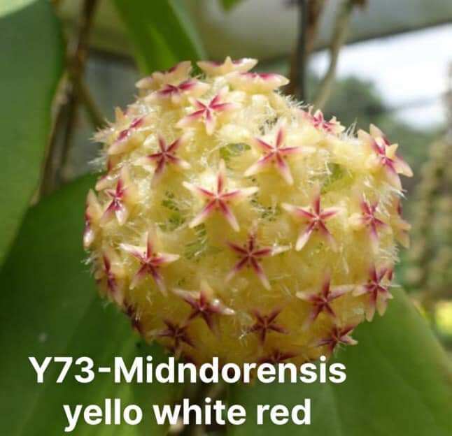 Cẩm cù đỏ Mindorensis red cây sắp hoa