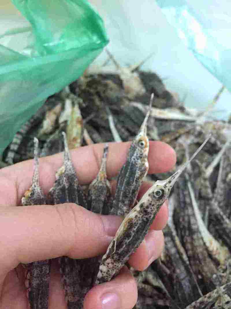 10 con cá hải yến khô