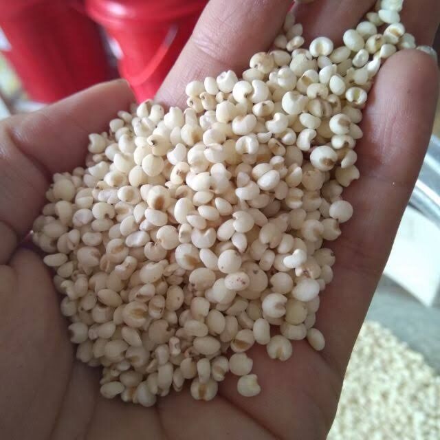 500g hạt i dĩ
