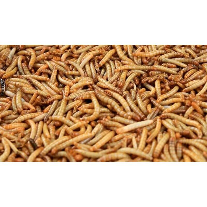 Sâu quy gạo sống 100g ko bảo hành giao miền bắc trung bộ