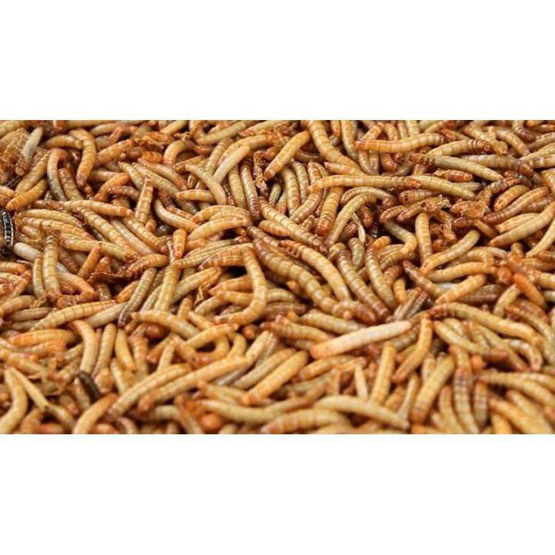 sâu quy gạo sống 100g ko bảo hành giao miền bắc trung bộ