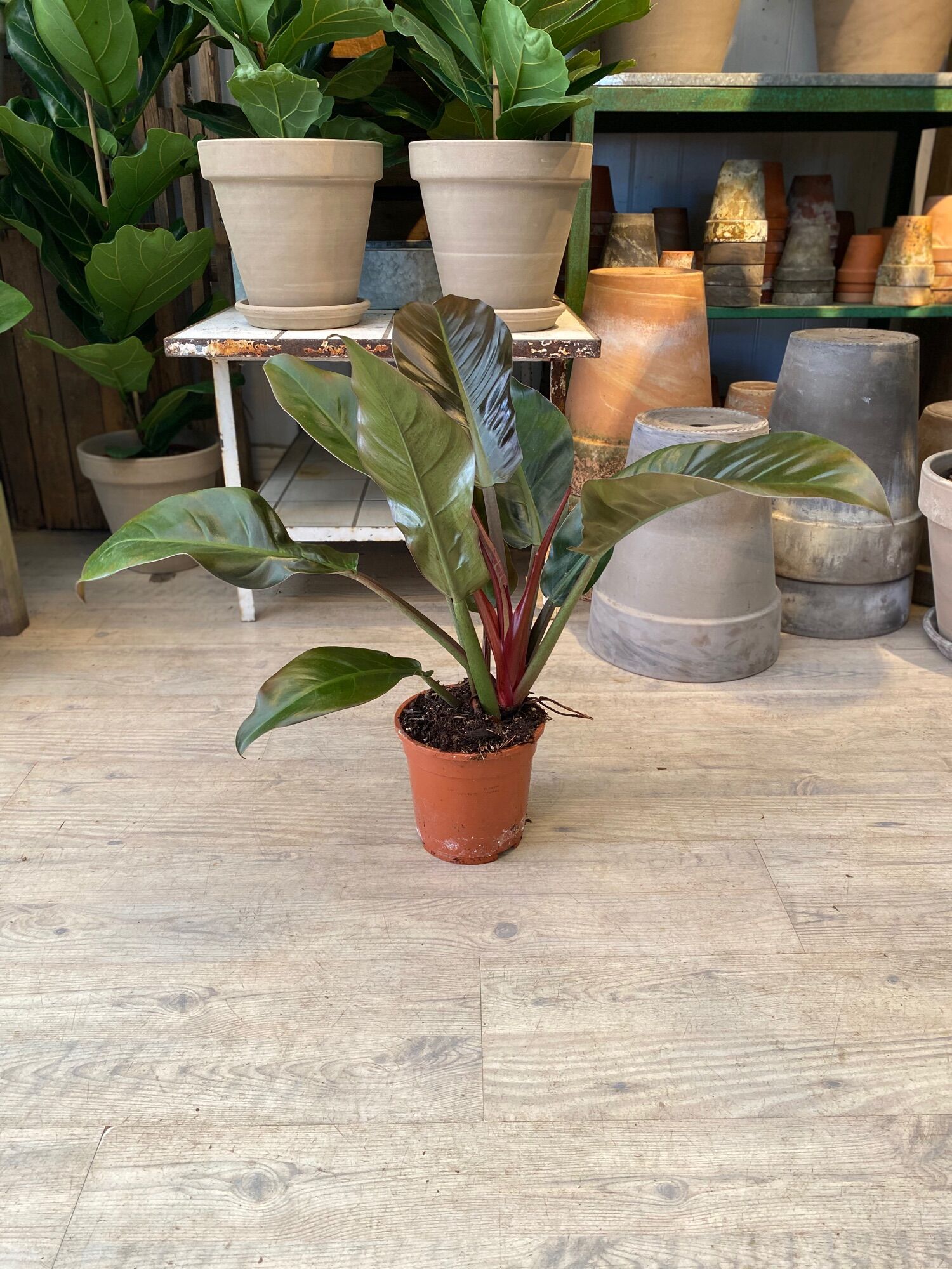 <CÂY PHONG THỦY>Cây trầu bà ĐẾ VƯƠNG ĐỎ (Philodendron Imperial Red )size lớn, lá từ 20-35cm