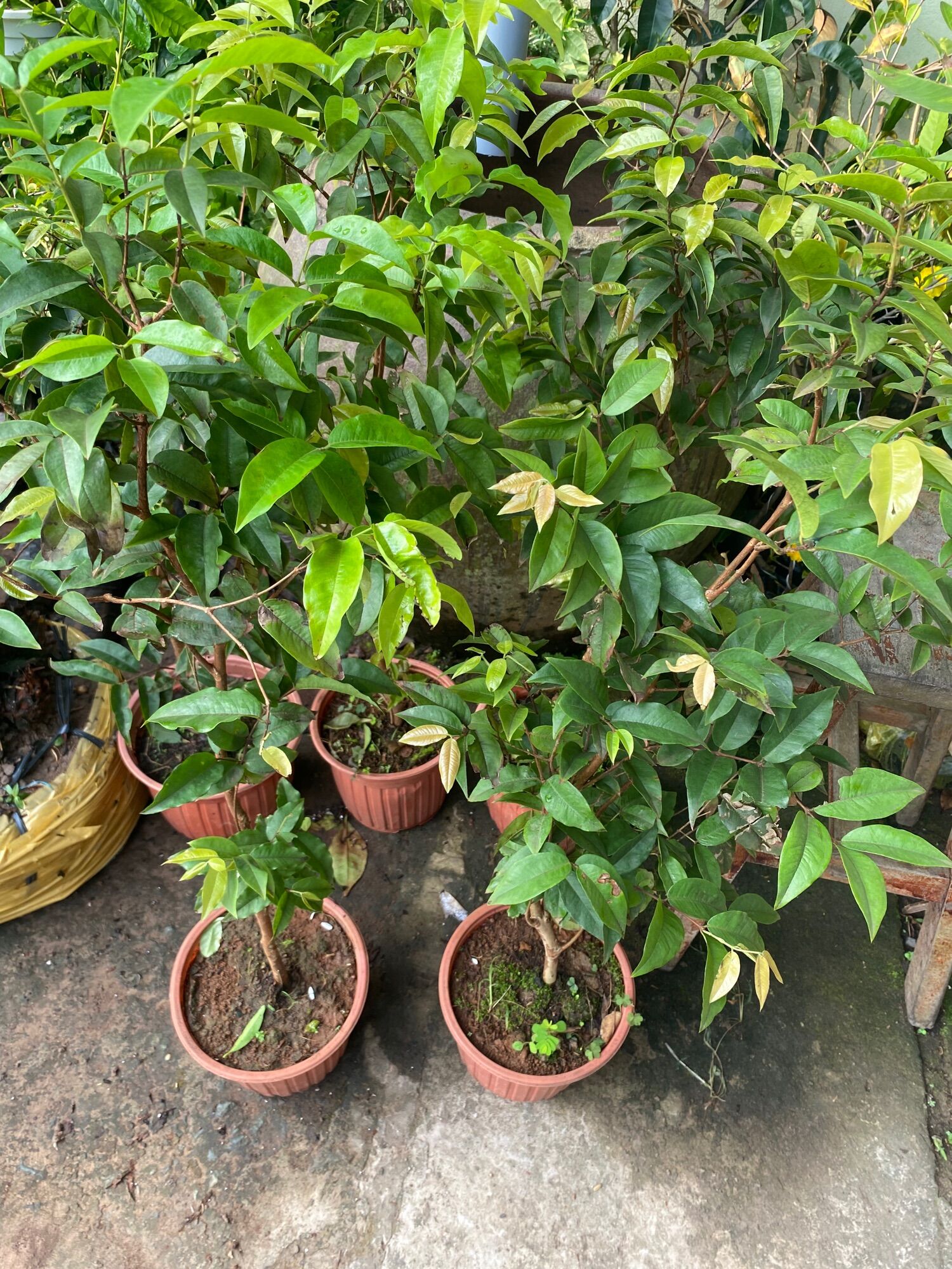 Cây Nho Thân Gỗ cao 60-80cm