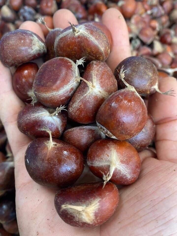 Hạt dẻ rừng Cao bằng-1kg