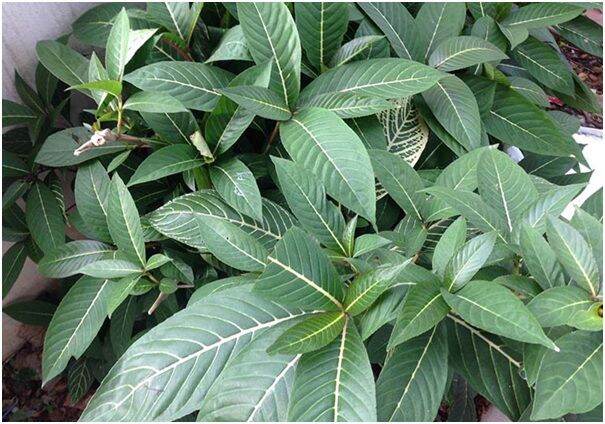 Lá cây khôi tía dùng cho dạ dày tận gốc không tác dụng phụ 300g