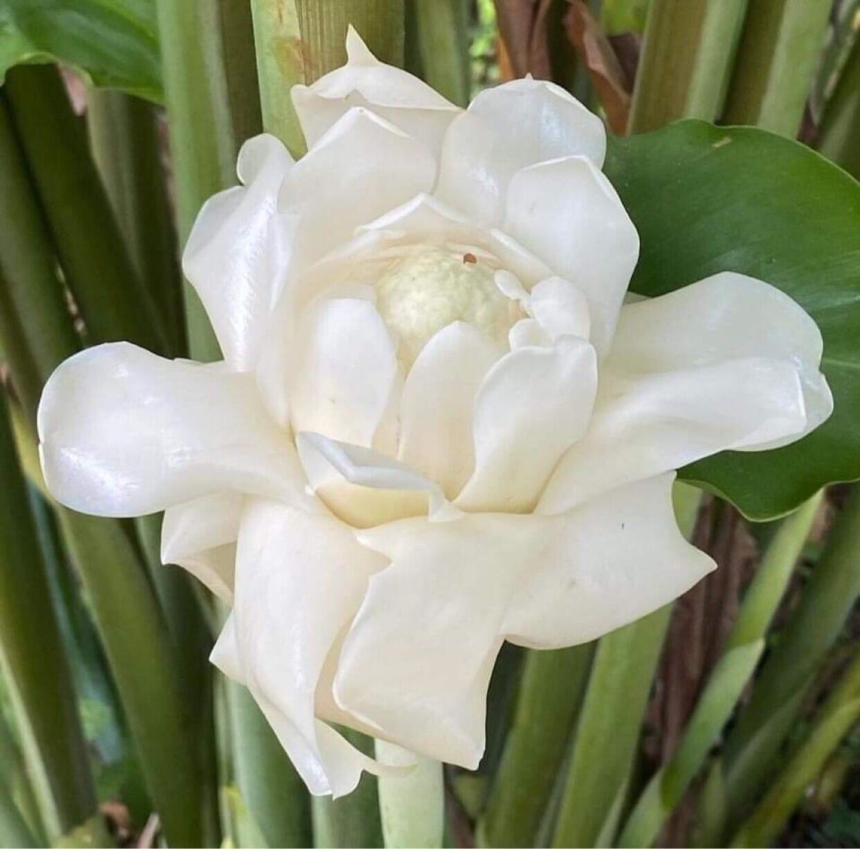 Củ giống Sen Cạn- Sen Đa Lộc- Cây Ngọn Đuốc (5 màu)