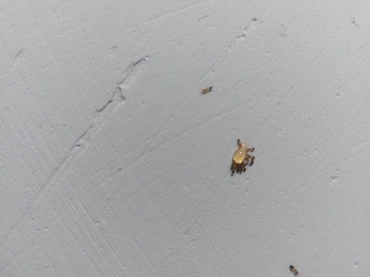 Bả kiến sinh học từ mật mía 🐜🐜🐜