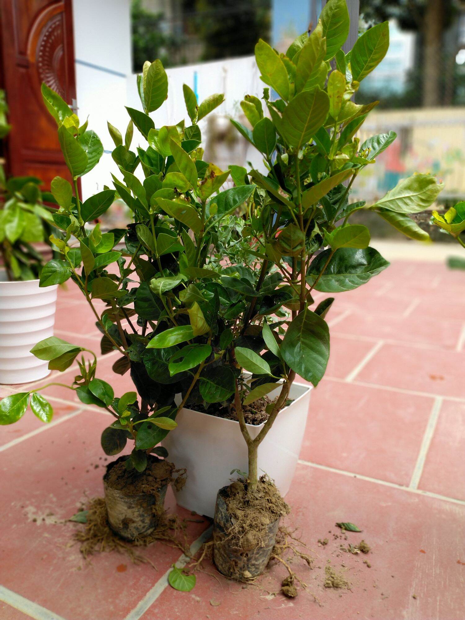 Cây Bạch Thiên Hương