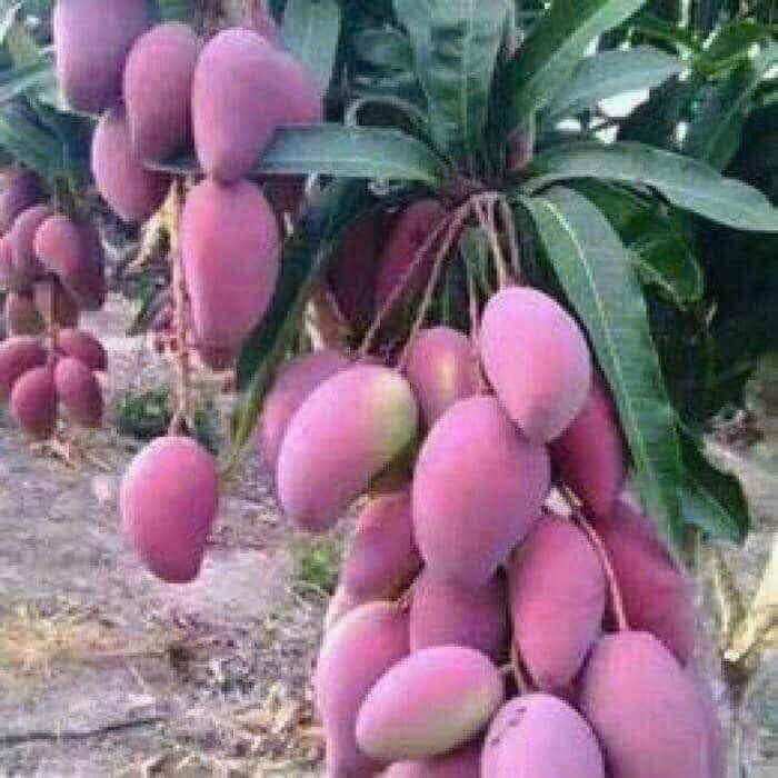 Cây giống xoài tím