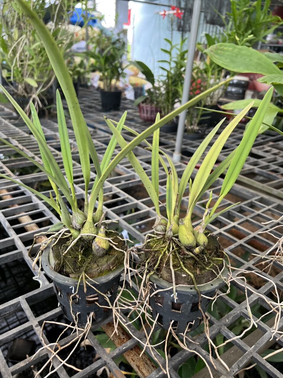 Hoa lan Encylia Xanh chậu nhỏ, hoa siêu thơm