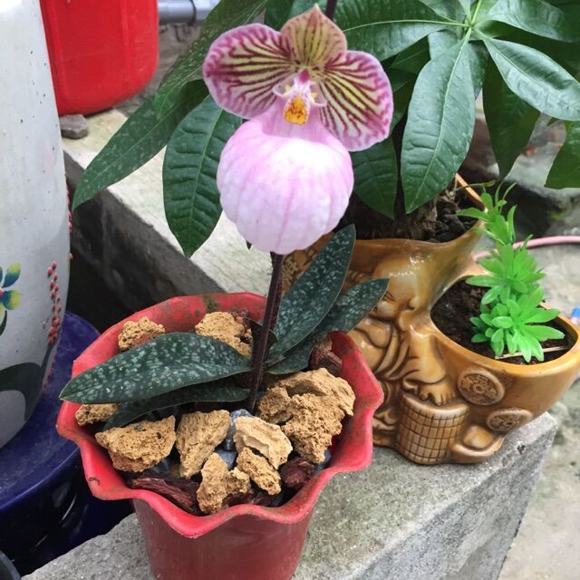 LAN HÀI MỐC HỒNG 1 CHẬU THUẦN