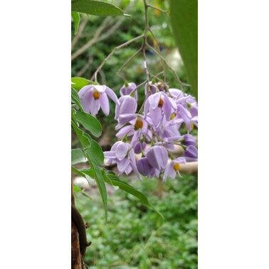 Hoa tiêu nương(chậu giống)