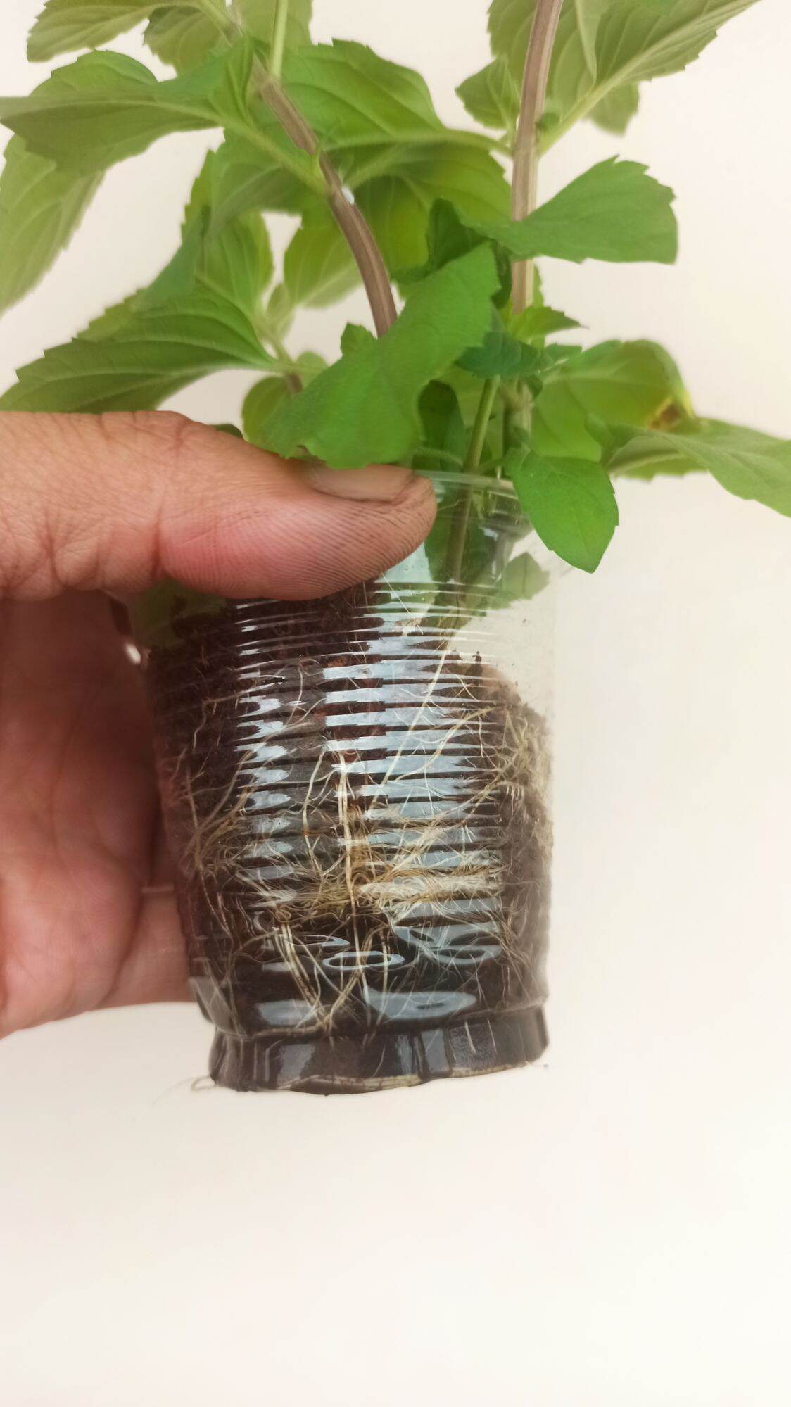 cây giống bạc hà pepper ( pepper mint)