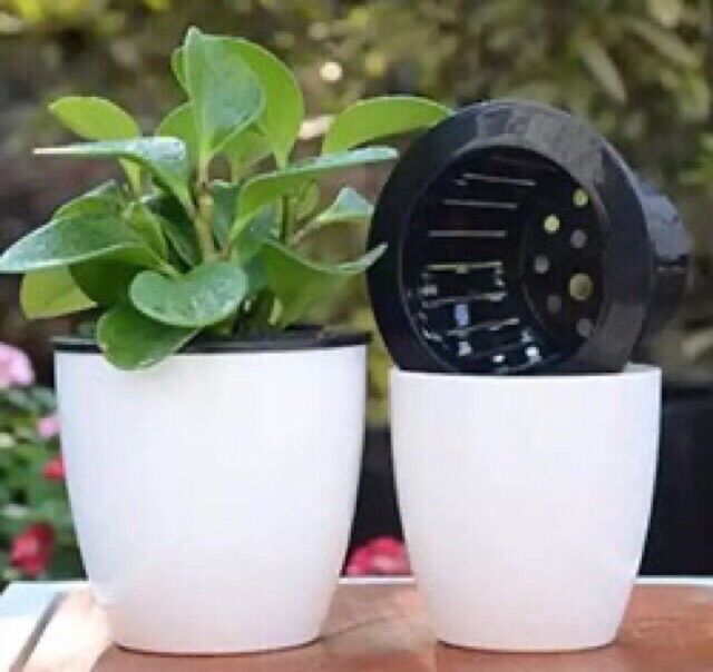 chậu cây tự tưới nước- chậu tự dưỡng thông minh đường kính 16cm