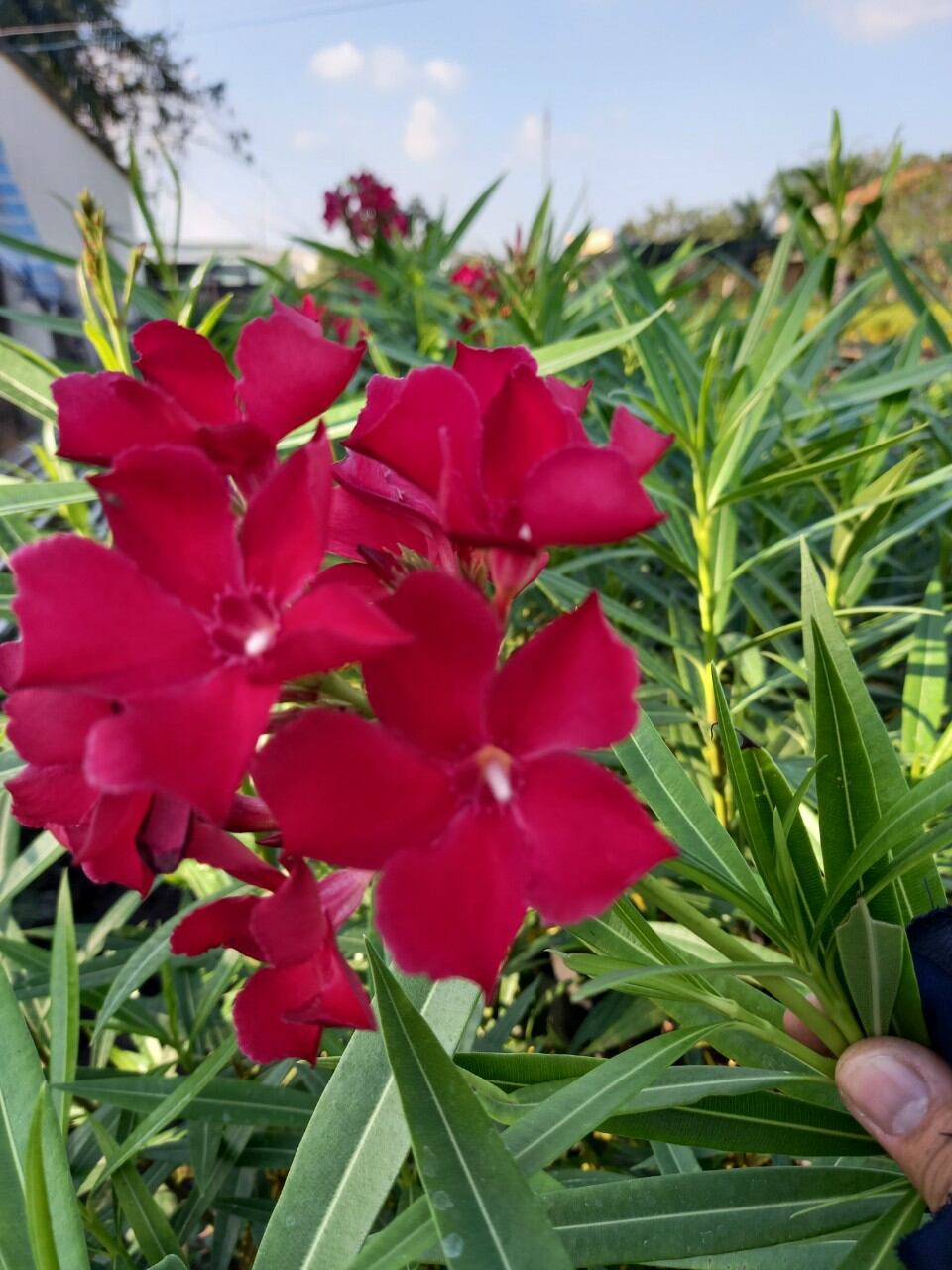 Cây trúc đào đỏ