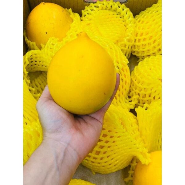 CÂY GIỐNG VÚ SỮA HOÀNG KIM ( CÂY CHUI CÀNH CAO 50-70CM)