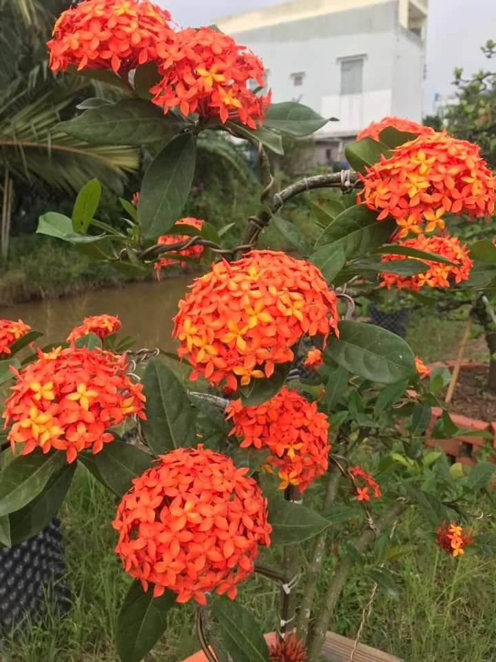 mỹ đỏ lá mỹ cam