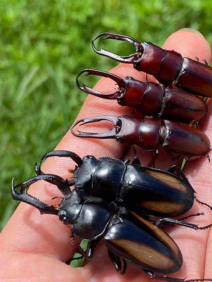 Bọ cánh cứng Kiến vương, tê giá.c, bọ 2 sừng, 3 sừng, 5 sừng