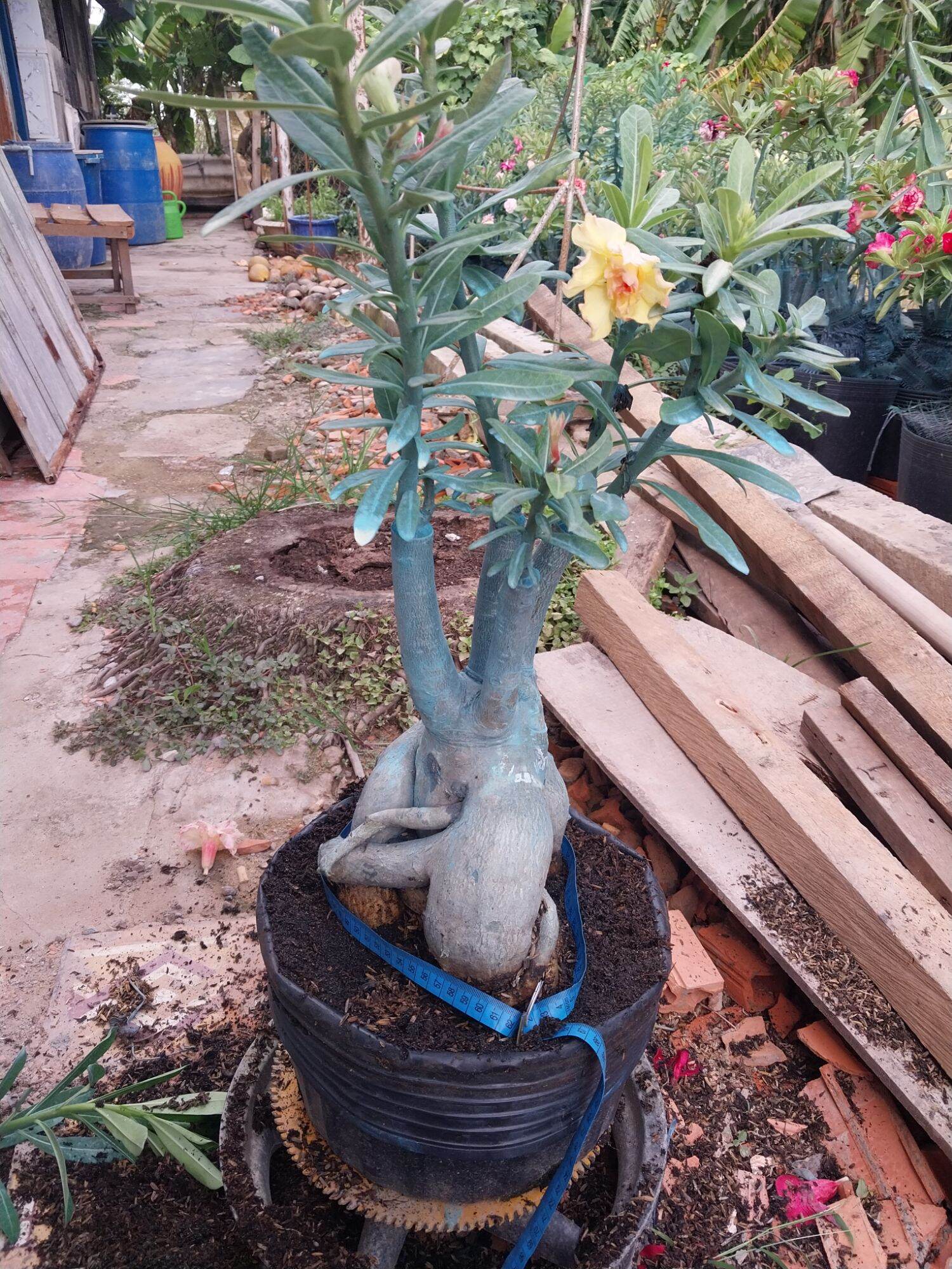Sứ Thái ghép Củ rất to nhiều mặc hoa ( sip nhổ cây chỉ giao cây sứ )