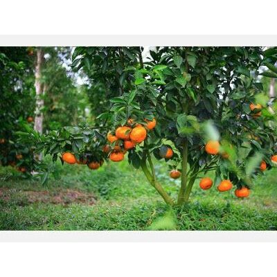 Cây giống Quýt Hồng [ Lai Vung ] siêu sớm, siêu sai. ( Trồng chậu được ).
